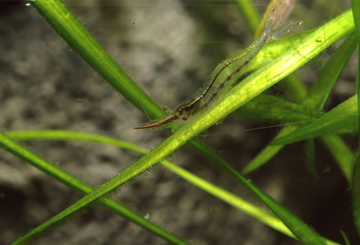 Rödnos/mosquito/röd näshorns/rednose/rudolf-räka