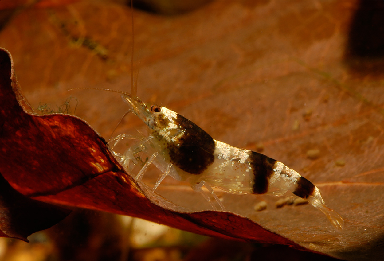 Foto på skaldjuret Paracaridina meridionalis