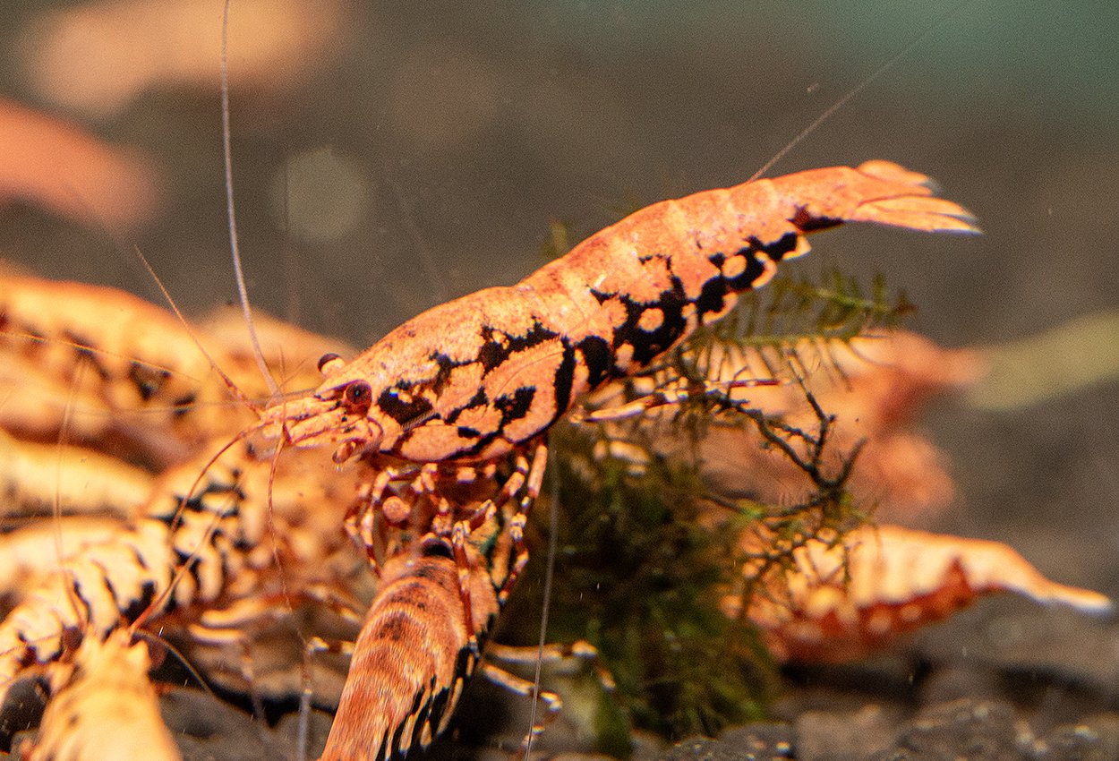 <i>Caridina</i> <i>logemanni</i>, var. flamingo starburst