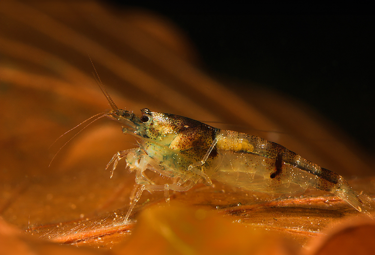 Foto på skaldjuret Caridina logemanni, var. bee