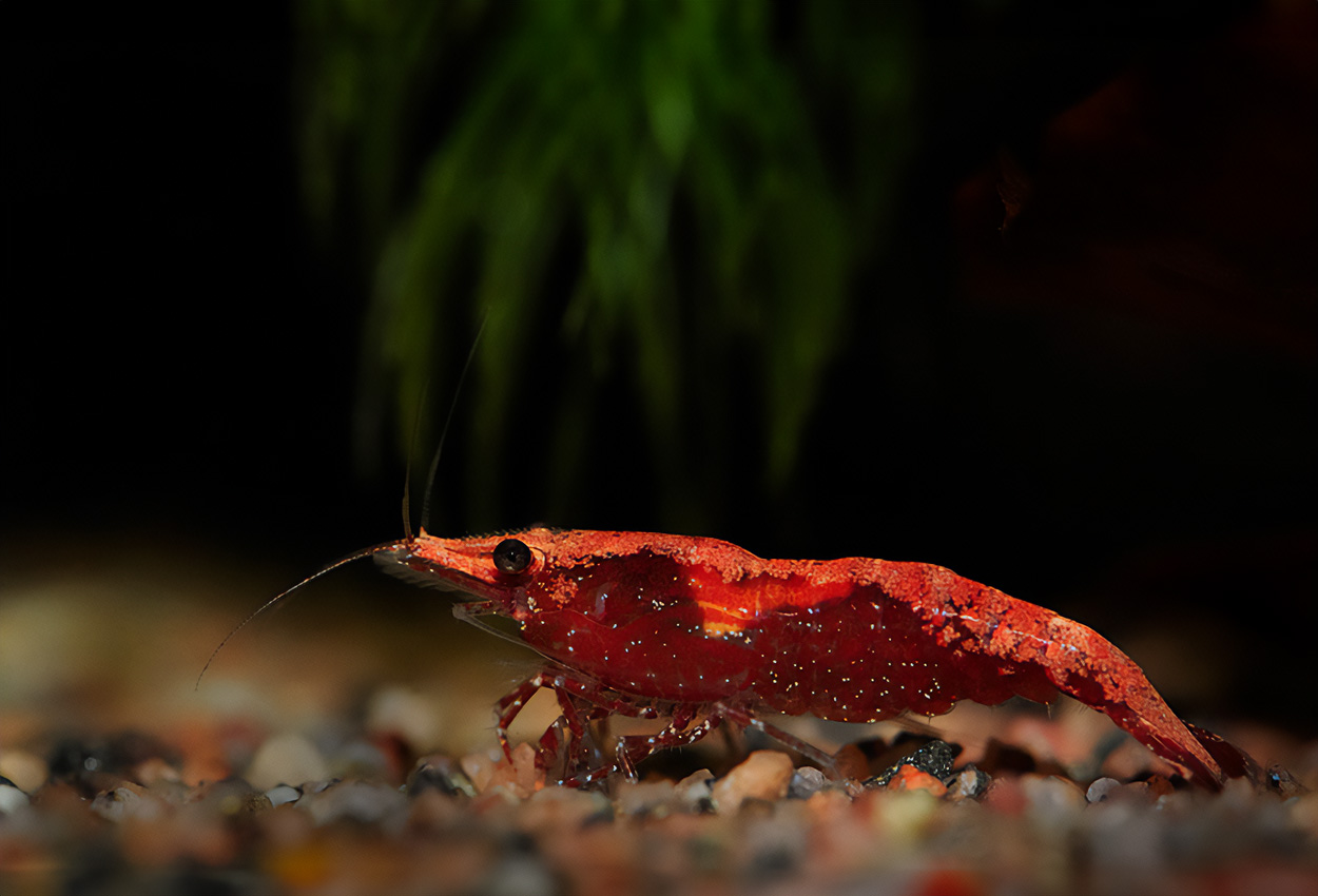 Foto på skaldjuret Neocaridina davidi