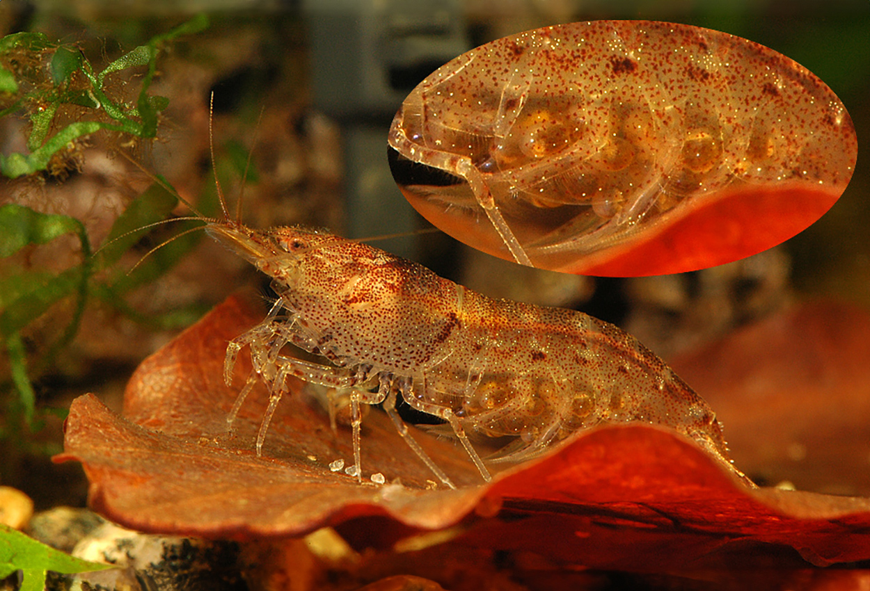 Foto på skaldjuret Caridina mariae, var. tiger