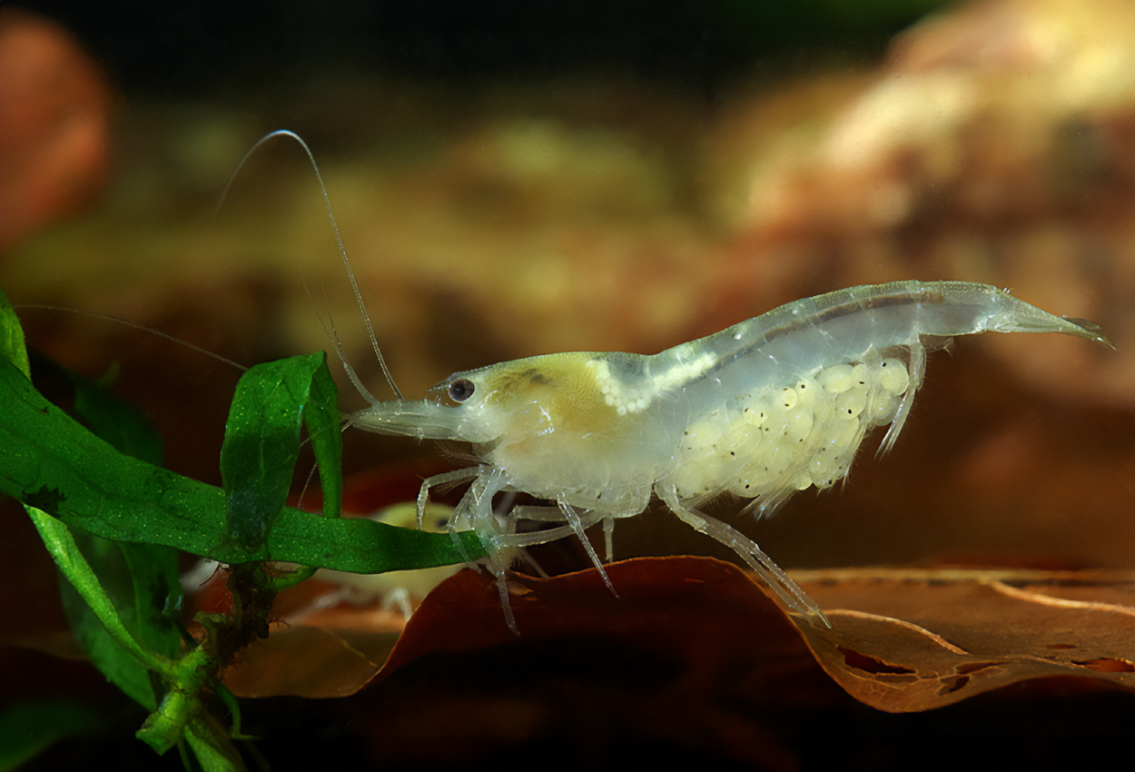 Foto på skaldjuret Neocaridina palmata, var. white pearl