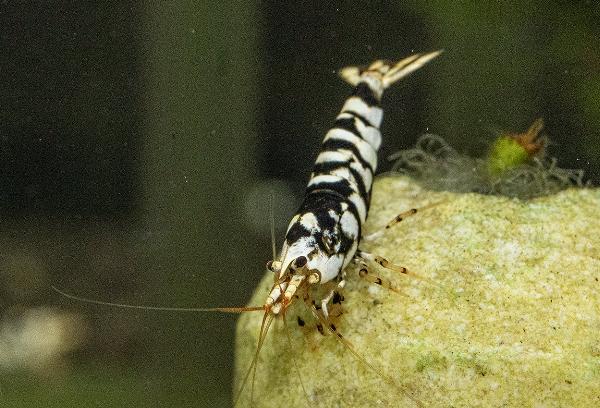 Black fancy tiger räka