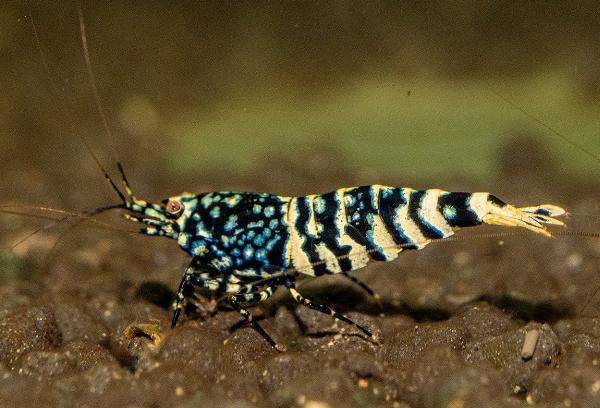 Black snowfall tiger