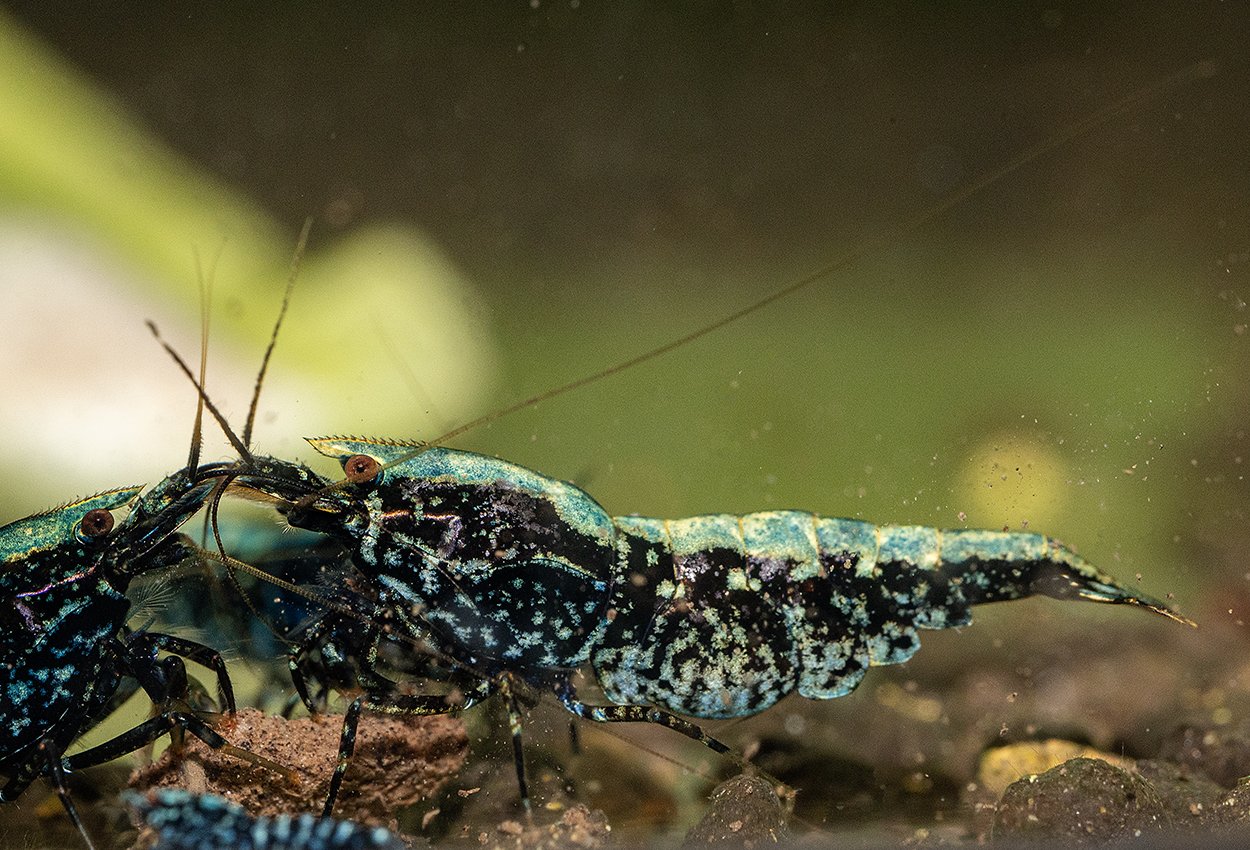 <i>Caridina</i> <i>logemanni</i>, var. meteor