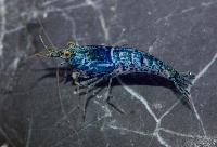 <i>Neocaridina</i> sp. 'zebra blue'