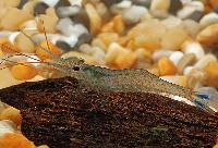 <i>Caridina carulea</i>