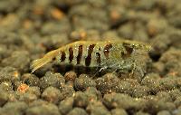 <i>Caridina</i> cf. <i>babaulti</i>, var. stripes