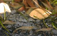 <i>Caridina</i> cf. <i>babaulti</i>, var. green