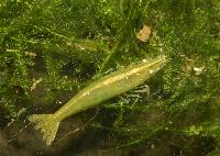 <i>Caridina</i> cf. <i>babaulti</i>, var. green