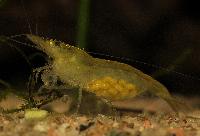 <i>Caridina</i> cf. <i>babaulti</i>, var. Malaya