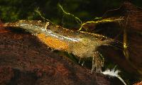 <i>Caridina</i> cf. <i>babaulti</i>, var. Malaya