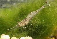 <i>Caridina ensifera</i>, Lake Poso