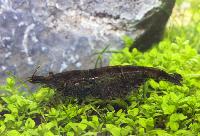 <i>Caridina fernandoi</i>