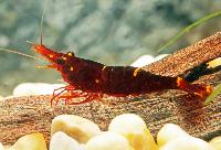 <i>Caridina spinata</i>