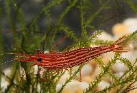 <i>Caridina striata</i>