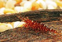 <i>Caridina glaubrechtii</i>