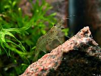 <i>Caridina multidentata</i>