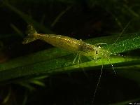 <i>Caridina multidentata</i>