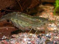 <i>Caridina multidentata</i>