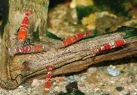 <i>Caridina</i> cf. <i>cantonensis</i> var. Crystal red