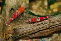 <i>Caridina</i> cf. <i>cantonensis</i> var. Crystal red