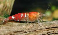 <i>Caridina</i> cf. <i>cantonensis</i> var. Crystal red