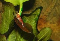 <i>Caridina</i> cf. <i>cantonensis</i> var. Crystal red