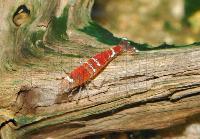 <i>Caridina</i> cf. <i>cantonensis</i> var. Crystal red