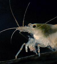 <i>Caridina multidentata</i>