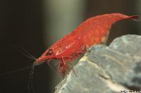 <i>Neocaridina heteropoda</i> var. red fire sakura