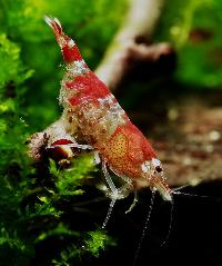 <i>Caridina</i> cf. <i>cantonensis</i> var. Crystal red