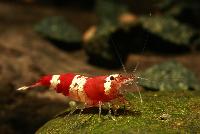 <i>Caridina</i> cf. <i>cantonensis</i> var. Crystal red