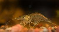 <i>Caridina multidentata</i>