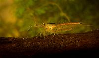 <i>Caridina multidentata</i>