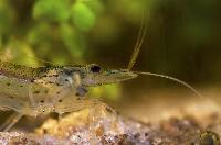 <i>Caridina multidentata</i>