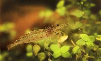 <i>Caridina multidentata</i>