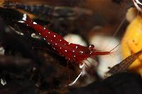 <i>Caridina</i> sp. 'kardinal'