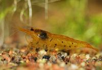 <i>Caridina serrata</i> var. Tangerine Tiger