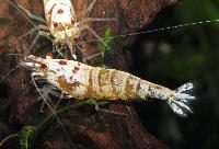 <i>Caridina cantonensis</i>, glossy white crystal