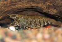 <i>Caridina</i> cf. <i>babaulti</i> ssp. indian zebra