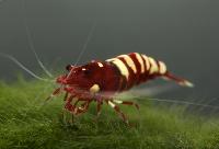 Red pinto zebra–räka, Taiwan bee-red pinto