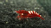 <i>Caridina</i> cf. <i>cantonensis</i>, Red Pinto Zebra