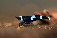 <i>Caridina</i> cf <i>cantonensis</i>, crystal black King Kong blue shadow