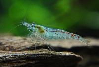 <i>Neocaridina</i> cf. <i>zhangjiajiensis</i>, var blue