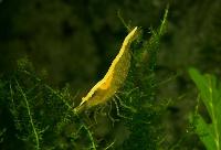 <i>Neocaridina heteropoda</i> var gul sakura neon stripe