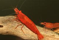 <i>Neocaridina heteropoda</i>, var Sakura