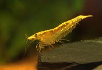 <i>Neocaridina heteropoda</i>, var Yellow