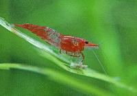 <i>Neocaridina heteropoda</i>, var Rili